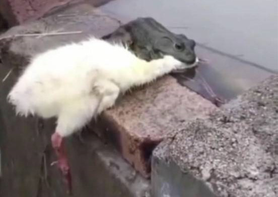 抖音癞蛤蟆想吃天鹅肉表情包